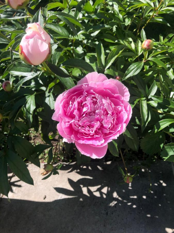 Hotel Hamptons Rose Garden Family! YYC Exterior foto